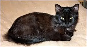 Comment s'appelle cette race ?