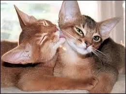 Bonus ; quelle robe de Chats abyssin est elle ?