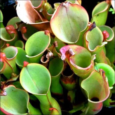 Dans le monde entier, les plantes carnivores sont en rgression. Plusieurs raisons majeures expliquent cette rgression. Laquelle de ces affirmations n'est pas l'une de ces raisons ?