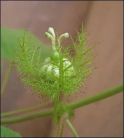 Qu'est-ce qu'une plante protocarnivore ?