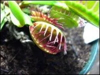 Plante carnivore de la famille des Droseraceae, elle est sans doute la plus connue et la plus emblmatique. On la retrouve souvent dans les jeux vido et dans les dessins anims. Il s'agit de...