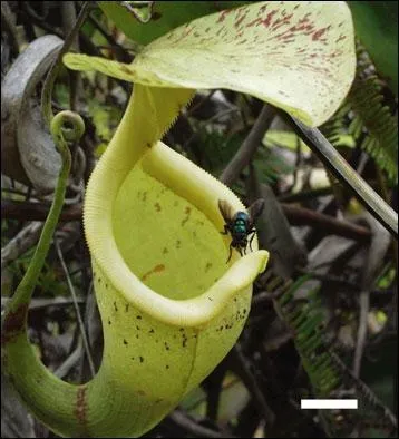 Les piges des plantes carnivores se caractrisent par leur mobilit ainsi que par leur rapidit ou leur lenteur. Quelle est la principale diffrence entre les piges actifs et les piges passifs ?