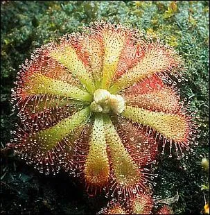 Vrai ou Faux : Certaines plantes carnivores ont des piges  mchoires (piges  loup). Vrai ou Faux : Certaines plantes carnivores sont des plantes aquatiques.