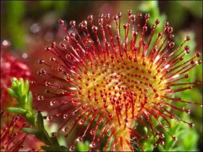 Vrai ou Faux : Il arrive que l'on retrouve des grenouilles et de petits lzards dans les piges des plantes carnivores de taille imposante. Vrai ou Faux : Plusieurs champignons sont carnivores.