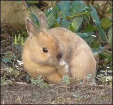 Combien d'annes peut-il vivre ?