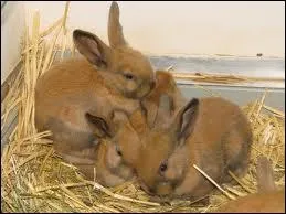 Quelle couleur de pelage n'existe pas ?