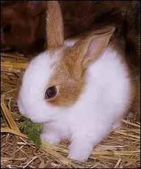 Quel est son sens le plus dvelopp ?