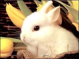Pourrait-on donner du chocolat  un lapin ?