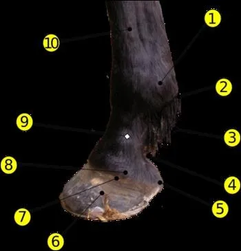 Comment se nomment les numros 2, 3, 4, 5, 6, 7, 8 ?