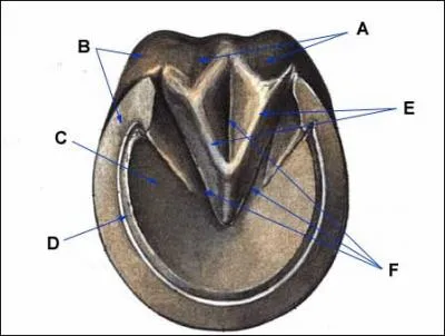Comment se nomment les numros C, D, E, F ?