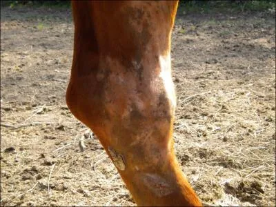 Quel est le problme de ce cheval ?