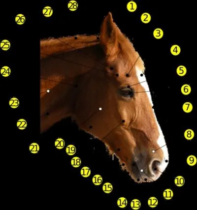 Nommez les numros 7, 9, 10, 14 :