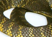 Quiz Les serpents : la toxicit des venins