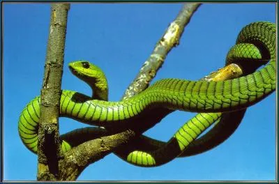 Quelle est sa DL50 (Boomslang) ?