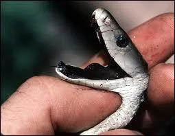 Quelle est sa DL50 (mamba noir) ?