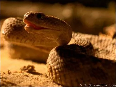 Quelle est sa DL50 (chide carne) ?