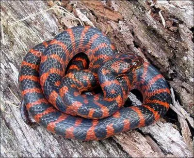 Quelle est sa dl50 (leptodeira rubricata) ?