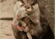 Quiz Les animaux en dtail ! 2