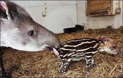 On trouve cet animal en Amrique latine et en Asie !