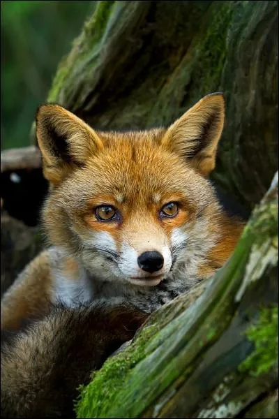 Il a une rputation de voleur de poules !