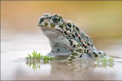 Cette grenouille n'est pas une vraie grenouille, la photo est truque !