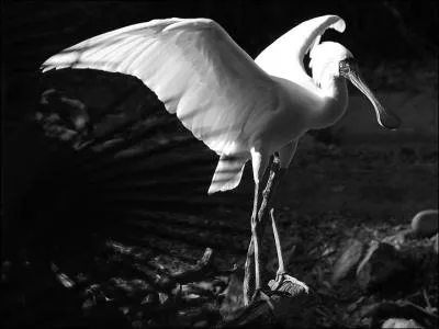 Son nom va trs bien avec son bec !