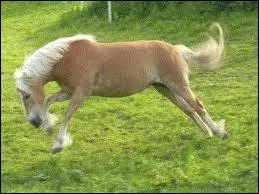 Ce cheval nous fait un(e) beau/belle...