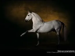 Ce cheval fait trs bien ce(tte)...