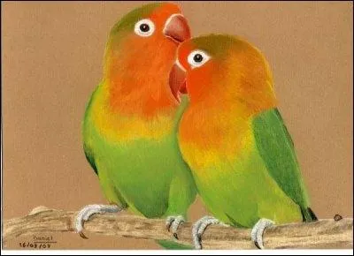 Branche de l'histoire naturelle consacre  l'tude des oiseaux, c'est :