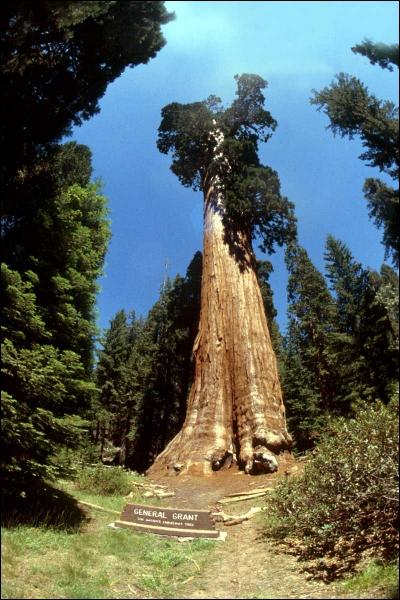 Quel est cet arbre rput pour tre l'espce vivante la plus grande et qui se retrouve exclusivement sur la cte ouest des tats-Unis ?