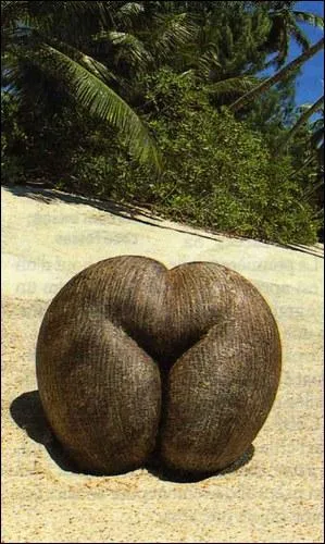 O se trouve ce cocotier qui donne ce fruit si bizarre, appel galement coco-fesse ?
