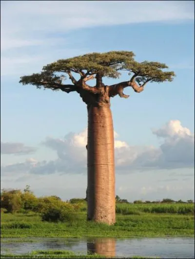 Quel est cet arbre africain qui bat tous les records de circonfrence ?