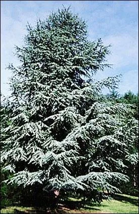 Parmi les espces de cdre, laquelle prsente une varit de couleur bleutre dnomme scientifiquement  glauca  ?