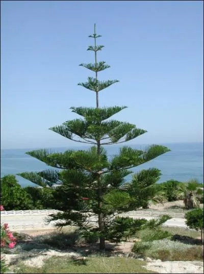 Quel est cet arbre dont l'espce nominale est originaire du Chili et qui est trs utilis en jardinerie et surnomm  le dsespoir des singes  ?