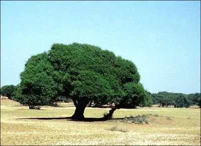 Arbre endmique du Maroc, il donne un fruit trs pris en cosmtique aussi bien qu'en gastronomie :