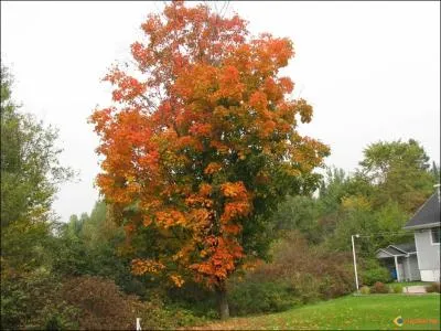 Au Canada, il est aussi bien l'emblme national que la boisson nationale :