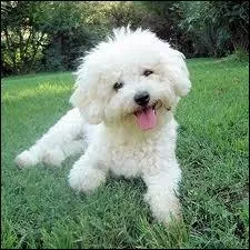 Sur cette photo, cet un bichon ...