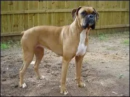 Quelle taille fait un boxer en moyenne ?