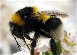 Est-ce le bourdon ou le faux-bourdon qui les a gardes (ses boules ! ), pour parler crment ?