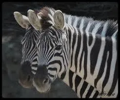 Le faux-frre peut-il tre un faux-jumeau ? Le faux-jumeau peut-il tre un faux-frre ?
