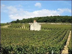 Quel est ce fromage n dans le vignoble de Chablis, invent par des moines de Pontigny ?