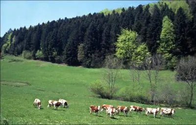 Je suis doux et aromatique on me mange mange  la cuillre et je suis originaire du Haut-Doubs. Que suis je ?