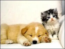 Un chien et un chat peuvent-ils s'entendre ?