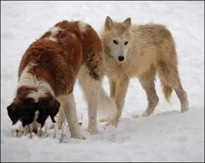 Les loups sont-ils des chiens ?