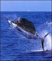 Le sixime plus rapide avec ses 96 kilomtres/heure...