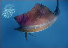 Le quatrime plus rapide avec ses 108. 8 kilomtres/heure. Son nom est celui d'un bateau...