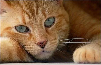 Biologie : Quelles sont les deux couleurs qui composent les yeux pers ?