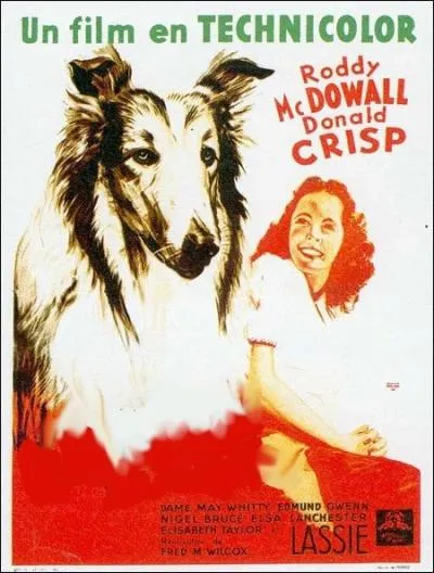 Une famille de fermiers est oblige de vendre leur brave chienne... . film amricain ralis par Fred M. Wilcox de 1943, un des premiers rles d' Elizabeth Taylor