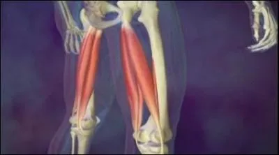 Comment se nomme l'ensemble musculaire situ derrire la cuisse ?