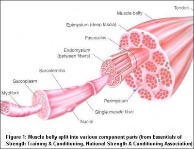 Comment se nomme la science qui étudie les muscles ?